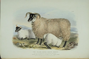 Ovis aries, sheep