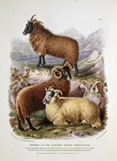 Breeding Collection: Ovis aries, sheep