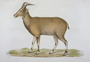 Bovidae Prints: Ovis nahoor