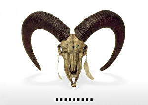 Ovis aries, sheep