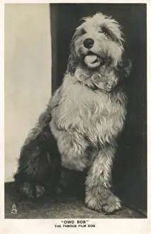 Owd Bob - famous film dog