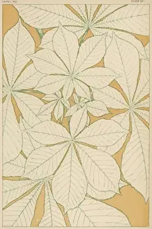 Edges Prints: Owen Jones Flowers 91