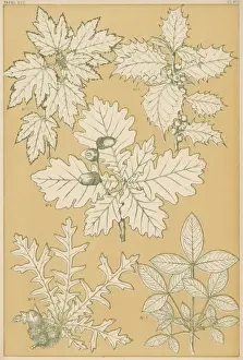 Size D Prints: Owen Jones Flowers 95