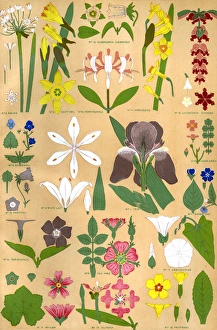 Images Dated 1st September 2015: Owen Jones Flowers 98