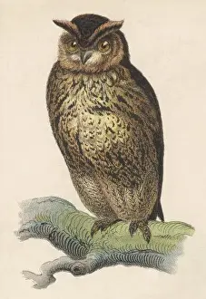 Owls Prints: OWL