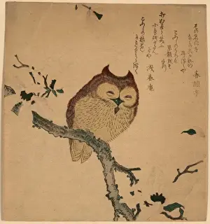 Owl and magnolia