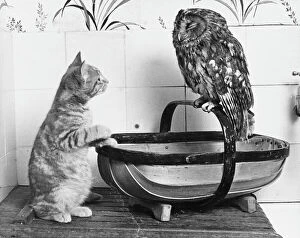 Cats Collection: Owl & the Pussycat
