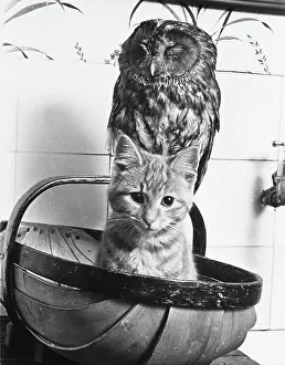 Owl & the Pussycat