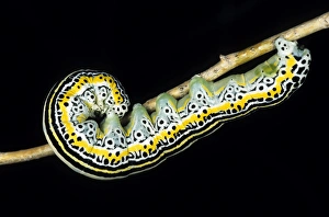 Larvae Collection: Owlet moth caterpillar - in a bush at night feeding