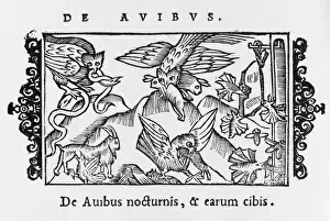 Owls Prints: Owls Catch Prey