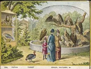 Owls Prints: Owls and Falcons Zoo