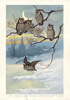 Images Dated 11th November 2015: Five owls in moonlight on a Christmas card