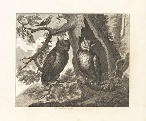 Sparrow Prints: The Two Owls and the Sparrow