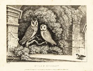 Sparrow Prints: Two owls and a sparrow
