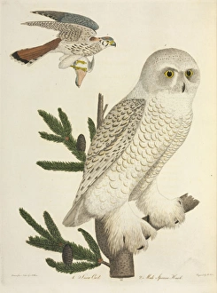 North America Gallery: Owls and Sparrow hawk