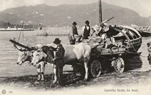 Ox Cart - Lake Como, Italy