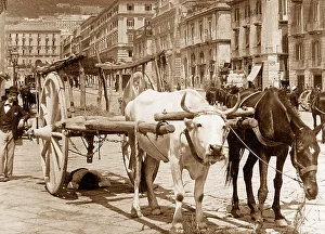 Naples Collection: Ox cart, Naples, Italy