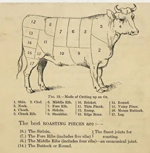 Images Dated 15th October 2007: Ox Cuts Diagram