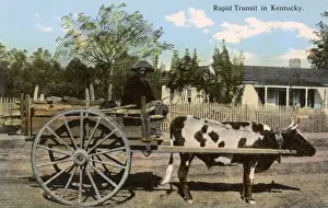 Oxen Prints: Ox-drawn cart and driver, Kentucky, USA