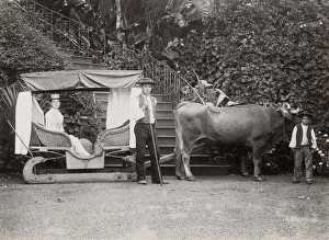 Bovine Prints: Ox drawn sledge, Madeira, Portugal