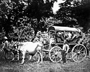 Ox-drawn Turkish carriage, Turkey