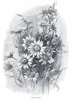 Daisies Prints: Ox-Eye Daisies