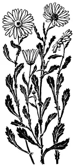 Midgley Collection: Ox-Eye Daisy