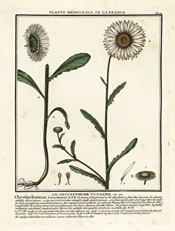 Colour Printing Prints: Ox-eye daisy, Leucanthemum vulgare