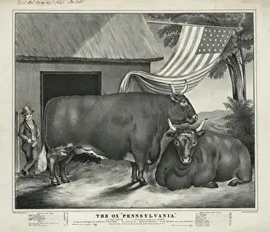 The ox Pennsylvania