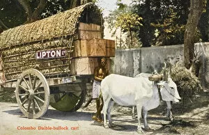 Wagon Gallery: Ox-pulled wagon - Lipton Tea Company