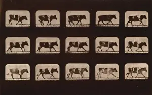 Ox, running