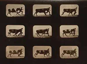 Irregular Prints: Ox, running, irregular