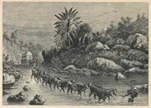 Traveling Prints: Ox Span South Africa