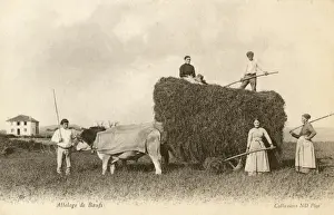 Ox team drawing a hay cart - France