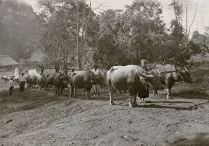 Jungle Collection: Ox train pulling logs through the jungle, Burma, India
