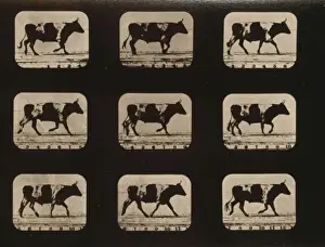 Trotting Prints: Ox, trotting