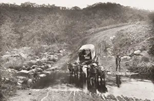 Ox wagon train crossing a drift, Umzinto, Natal, South Africa
