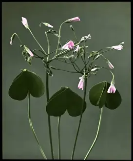 Oxalis Crassipes Rosea (Strawberry Oxalis, Wood Sorrel)