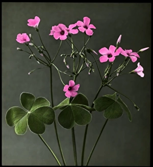 Perennial Gallery: Oxalis Crassipes Rosea (Strawberry Oxalis, Wood Sorrel)