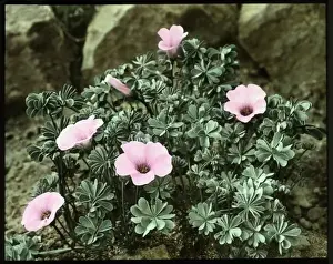 Oxalis Crassipes Rosea (Strawberry Oxalis, Wood Sorrel)