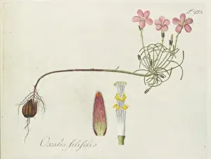 Oxalis Prints: Oxalis filifolia