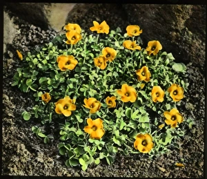 Perennial Gallery: Oxalis Lobata or Perdicaria (Sorrel)