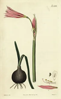 Weddell Prints: Oxblood lily, Rhodophiala bifida