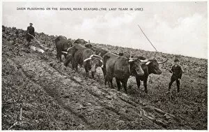 Images Dated 12th February 2021: Oxen ploughing on the South Downs near Seaford