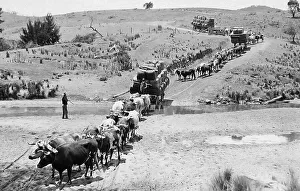 Compressed Prints: Oxen taking compressed wool to railway station