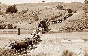 Settler Collection: Oxen train Australia New South Wales NSW probably