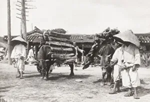 Oxen transporting wood, Korea, c. 1910