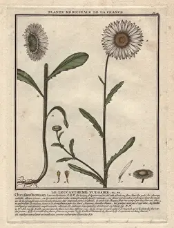 Bulliard Prints: Oxeye daisy, Chrysanthemum leucanthemum