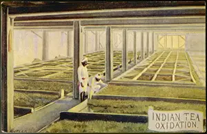 Oxidising Tea, India
