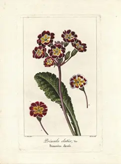 Mordantdelaunay Prints: Oxlip, Primula elatior